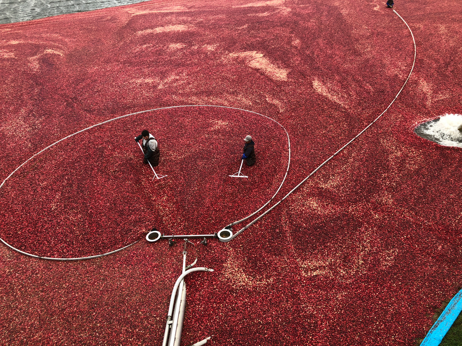 How are cranberries harvested?